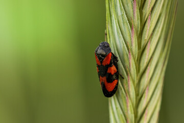 kolorowy pluskwiak na kłosie żyta