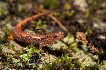 Carolina Mountain Dusky salamander macro portrait on moss 