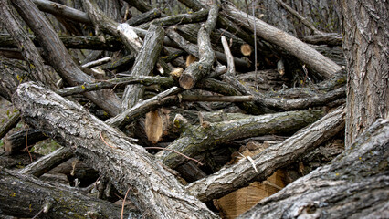 A pile of felled and sawn branches of a tree, sticks that lie folded and prepared for winter