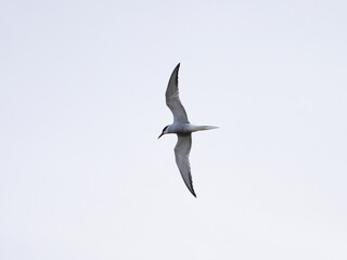 Obraz premium Tearn in flight