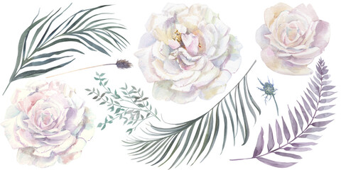 Watercolor collection of dried flowers from herbs and flowers of white rose to create bouquets