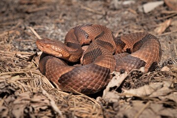 Eastern Copperhead snake macro portrait 