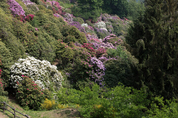 Burcina park during spring with lot of flowers