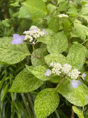 wild rose bush