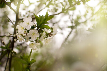 Cherry tree flowers on a branch