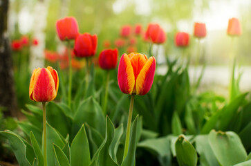 Fototapeta premium Red and yellow tulip on the lawn