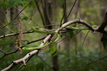 Rough green snake basking in a tree 