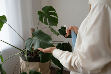 Crop woman spraying water on leaves of Swiss cheese plant