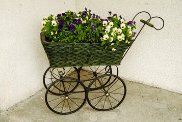 Fototapeta na wymiar Vintage stroller reused as plant pots holder