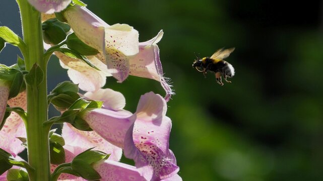 Hummel im Anflug auf Fingerhut