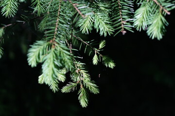 Waldrand oder Waldsaum aus Fichten, Pica abies während des Wachstums im Detail