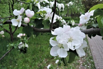 cherry blossom in spring