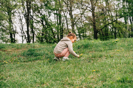 Adorable child picking dandelions on grassy meadow in park
