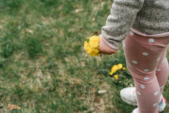 Crop anonymous kid showing yellow dandelions in nature