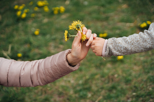 Child giving picked flowers to mom in park