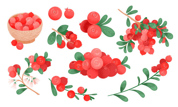 Cranberry vector drawing set. Isolated icons with raw cranberries berry on branch, handful of berries on white background. Great for label, poster, print
