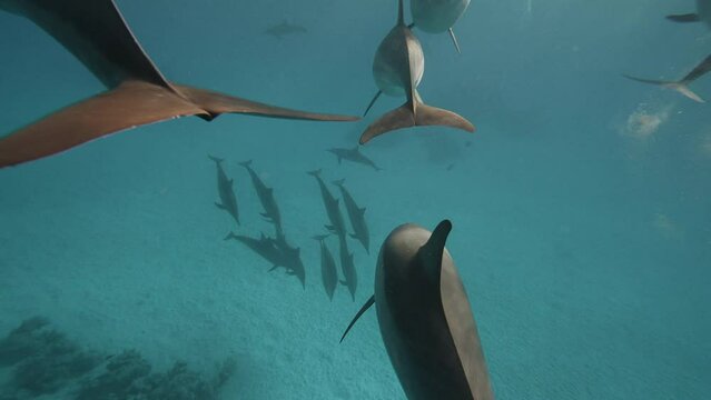 Big Dolphin tale playing in blue water Red sea. Underwater shot wild dolphins breath. Aquatic marine animals natural habitat. Closeup friendly bottlenose. Pod dolphins swim over sandy bottom. Spinner