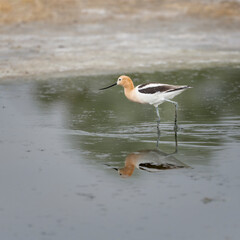 American Avocet Recurvirostra americana wading in a marsh