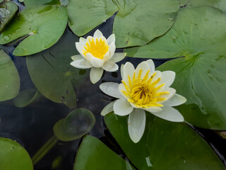 white color water lilies creative concept and living areas in the lake