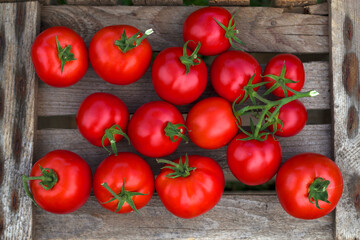 fresh ripe bio tomatoes on old wooden background with top view