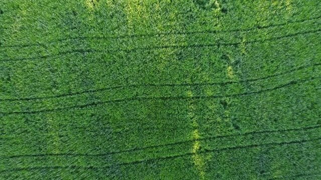 Aerial view of a field of young green wheat intersected by traces of tractor tires