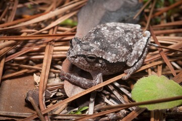 Pinewoods tree frog macro portrait on pine needles 