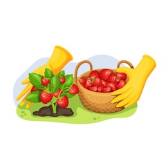 Harvest of strawberries in wicker basket and on bush vector illustration. Gardener picking ripe red berries in garden in cartoon style, isolated