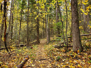 autumn trail in the forest