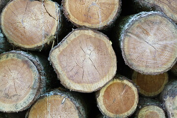 Runde Stämme aus dem Holz der Lärche auf einem Stapel 