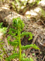 opening green fern in the forest