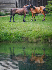 Two brown horses on cuddling, with their reflected image from a pond at a farm in Upper Canada