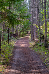 Trail through the trees