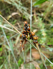 Ladybugs on branches