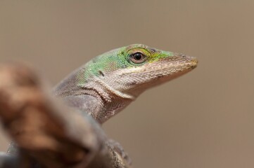 Green anole lizard head macro portrait 