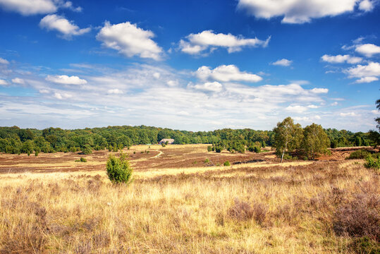 L&uuml;neburger Heide im Sommer