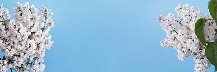 Branch of white blooming lilac flower at blue background banner with copy space.