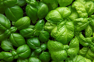 Close-up view of basil young plants in rows. Green herb background texture.