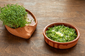 Fresh Garden cress plant sprouts with yoghurt and olive oil dish.