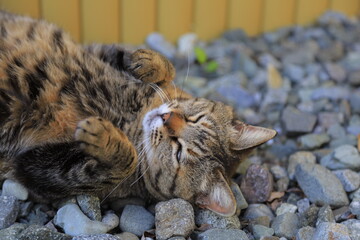 cat sleeping on the ground