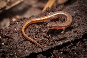 Hillis's Dwarf salamander macro portrait 