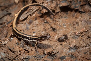 Three-lined salamander macro portrait 