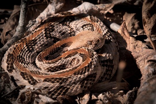 Timber Rattlesnake basking in sun macro portrait 