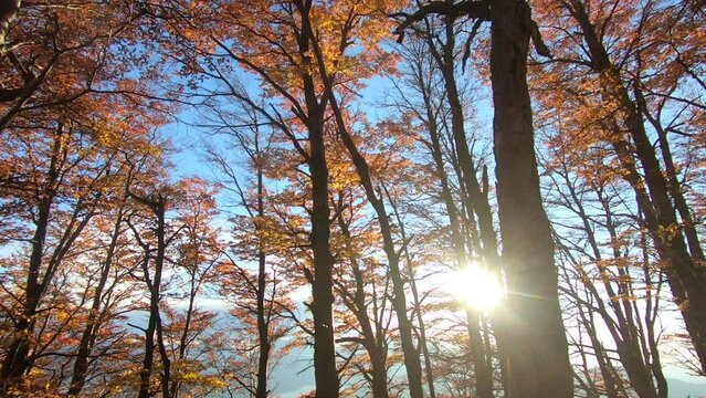 Patagonia landscape. View of the forest trees in autumn at sunset. Autumnal colors in the woods foliage. The hiding sun creates a beautiful lens flare. 