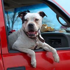 A dog in the window of a red truck. Midwest region, USA.