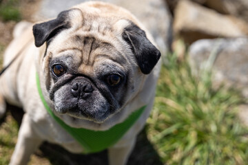 Pug up close being a very good boy. 