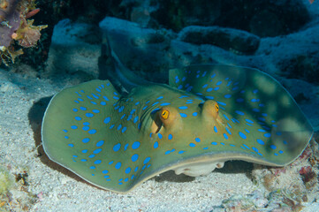 Primo piano di trigone a macchie blu, Taeniura lymma, tra sabbia e barriera corallina © Massimo