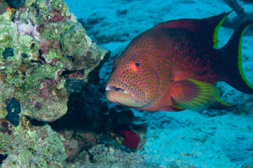 Primo piano di cernia tropicale Variola louti