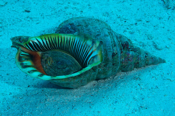 Conchiglia con opercolo del mollusco tritone lucido, Charonia tritonis