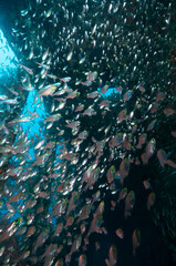Nuvole di glassfish o pesci vetro dfentro un relitto in mar rosso