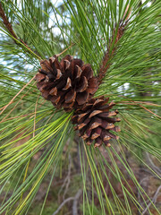 Two ponderosa pine cones on branch